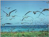 Sooty Terns - abj50014.jpg [1/1]