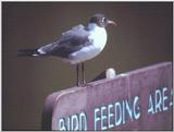 Black-headed Gull (?) - abj50017.jpg [1/1]