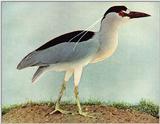 Black-crowned Night Heron - abj50101.jpg [1/1]