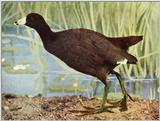 Common Moorhen (gallinule)