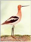 American Avocet (painting) - abj50103.jpg [1/1]