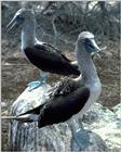 Blue-footed Booby (3)
