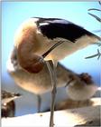 American Avocet - abj50115.jpg [1/1]