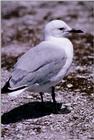 abj50135.jpg -- Hartlaub's Gull or King Gull, (Larus hartlaubii)