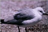 abj50137.jpg -- Hartlaub's Gull or King Gull, (Larus hartlaubii)