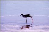 Black-winged Stilt (?) - abj50139.jpg [1/1]