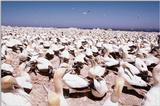 Cape Gannets - Breeding Colony