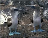 Blue Footed Boobies