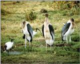 Marabou Storks and Sacred Ibises