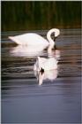 Whistling Swans