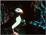 Horned Puffin