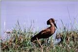 Hammerkop - abo50329.jpg [1/1]