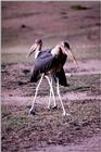 Marabou Storks Pair