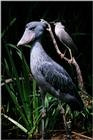 Shoebill Stork and Black-crowned Night Heron