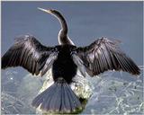 Anhinga - Open Wings On Rock