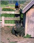 Black Domestic Pig and Peacock