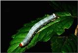 [PIC] Insect Caterpillar (1)
