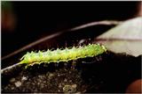 [PIC] Insect Caterpillar (2)