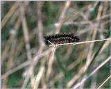 [PIC] Insect Caterpillar (3)