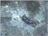 [PIC] Cicada