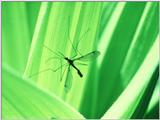 [PIC] Mosquito