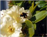 Bumblebee on flower