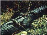 Alligators
