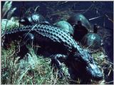 Australian Crocodile and Long-necked Tortoises