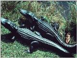 Alligator (3)