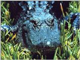 Alligator (4)