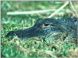 Alligator (5)
