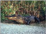 Alligator (6)