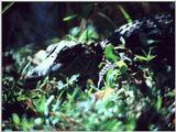 Alligator (7)