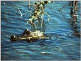 Alligator (8)
