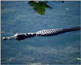 Alligator