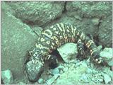 Gila Monster