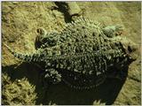 Horned Lizard