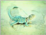 Collared Lizard