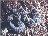 Timber Rattlesnake (1) - adi50002.jpg