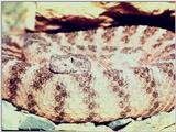 Rattlesnake