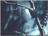 Snails (2)