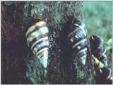 Snails (4)