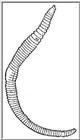 Earthworm - Diagram