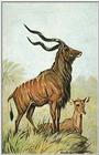 Greater Kudu Antelopes - Pair - Painting