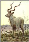 Greater Kudu - Painting