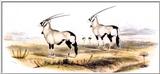 Oryx Antelopes