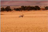 Oryx Antelope - Runs on the plain