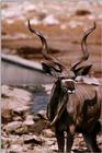 Greater Kudu Antelope