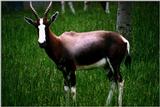 (Pls identify this) Antelope 9