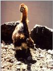 Coati (raised tail)
